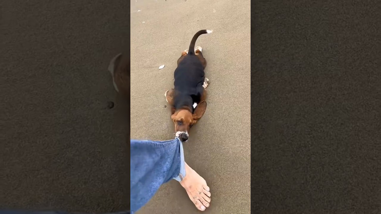 He Is A Tiny Dog With Perfect Behavior 😂