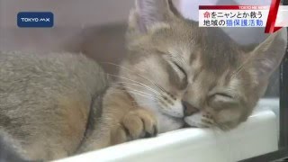 きょうは「猫の日」　不幸な猫を減らそう…広がる取り組み