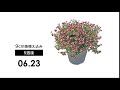スーパーチュニア® ラズベリーチーズのパフォーマンス