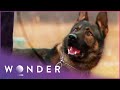 Dogs That Save Lives |  K9 Mounties S1 EP1 | Wonder