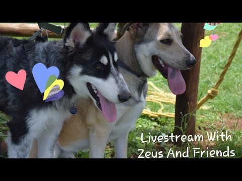 husky siberiano blanco Livestream With Zeus And Friends