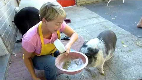 Mimi the Pot Belly Pig Gets Her Afternoon Snack from Debi Derryberry