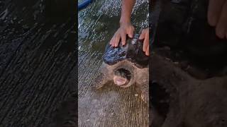 Adikny Isogu Kura² CST Jumbo #animals #shorts