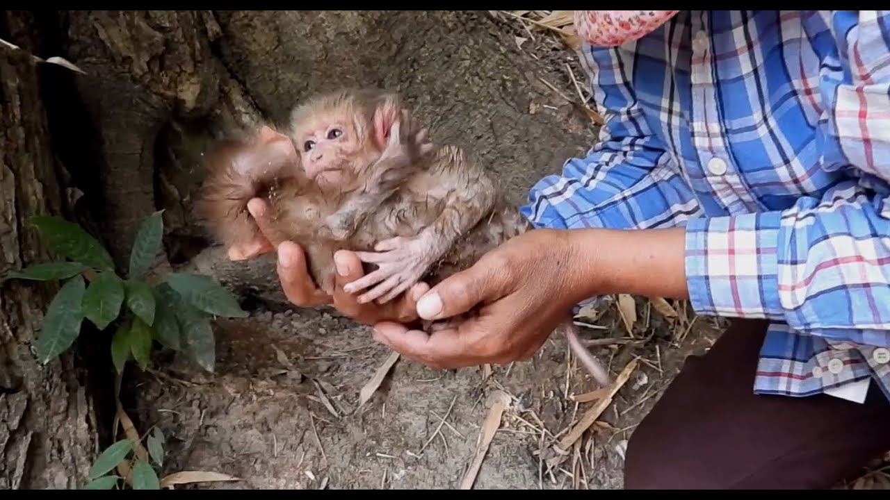 Amazing, God help the newly born baby monkeys, the two twins, the sister found near the tree trunk.