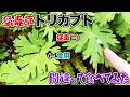猛毒草トリカブト間違って食べてみた