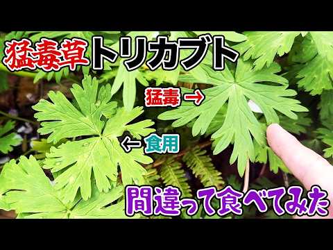 猛毒草トリカブト間違って食べてみたのサムネイル