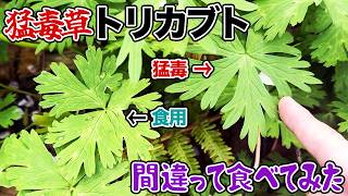 猛毒草トリカブト間違って食べてみた