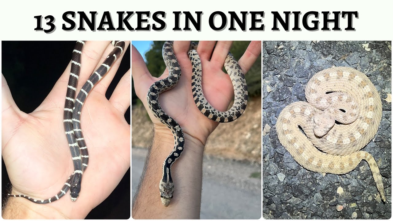TONS of SNAKES Crossing the Road in Utah! - YouTube