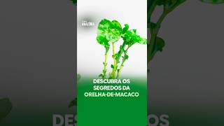 #Shorts | Amazônia Panc: descubra os segredos da Orelha-De-Macaco