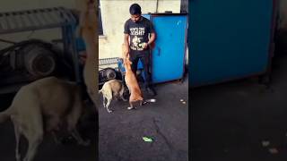 #animalloverpapu #animallovervideos  #animal #animallovers #matrubhumi #pets #matrukrupafoundation