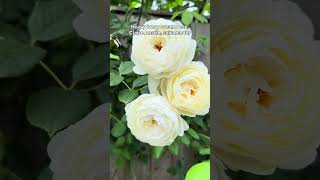 My top 50 best and most recommended climbing & rambling roses for 2026 #climbingroses #ramblingroses