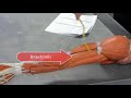 Anatomical Muscle Model of the Human Arm Quiz