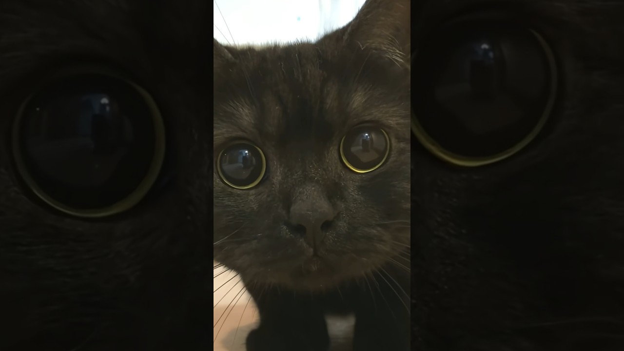 Black Cat Creeps Up to Camera Until Face Fills Frame