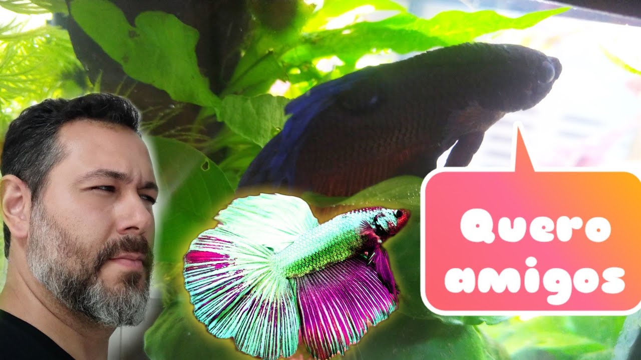Posso colocar outros peixes com o peixe Betta?