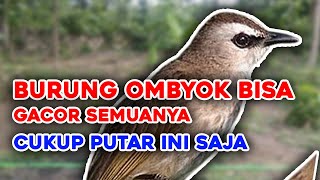 Suara Panggilan Trucukan Betina Pancingan Untuk Jantan Bakalan ombyokan Dan Malas Bunyi Jadi Gacor