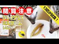 【虫の映像あり・閲覧注意】ハリネズミのおやつ ジャイアントミルワーム 13匹の実食レビュー