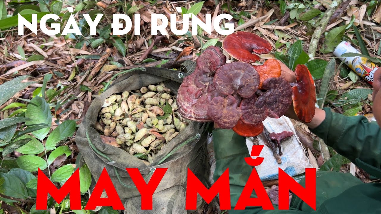 NGÀY ĐI RỪNG MAY MẮN/TỰ THỢ RỪNG/CHIẾN BINH RỪNG XANH - youtube