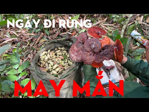 Video NGÀY ĐI RỪNG MAY MẮN/TỰ THỢ RỪNG/CHIẾN BINH RỪNG XANH - youtube