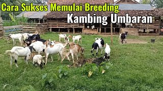 Download Lagu Cara Sukses Breeding Kambing Sistim Umbaran MP3