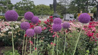 Full Explore the beauty of nature , At Tsuruma Park. Update