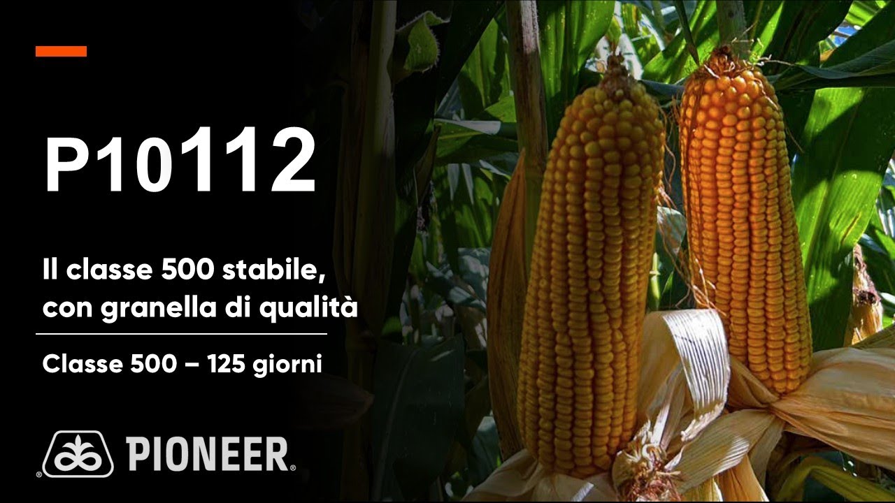 P10112: il classe 500 stabile con granella di qualità