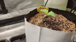 Weekly Octopot grow #14 Lemon Tree,  Wedding Cake, Girl Scout Cookies, Great White Shark  Day 12