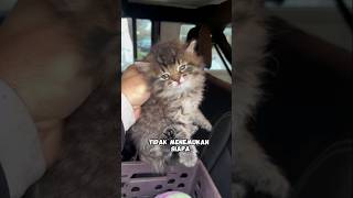 Akhirnya kucing liar ini merasakan kehangatan dan kasih sayang sebuah keluarga🥺❤️