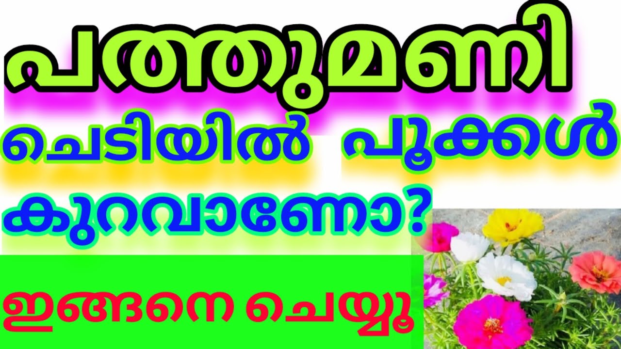 Pathumani plant care in malayalam/Pathumani chedi/Portulaca plant/Moss rose/Table rose/10 mani poov