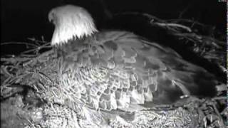 Decorah eagle has sleepless night after attack from owl