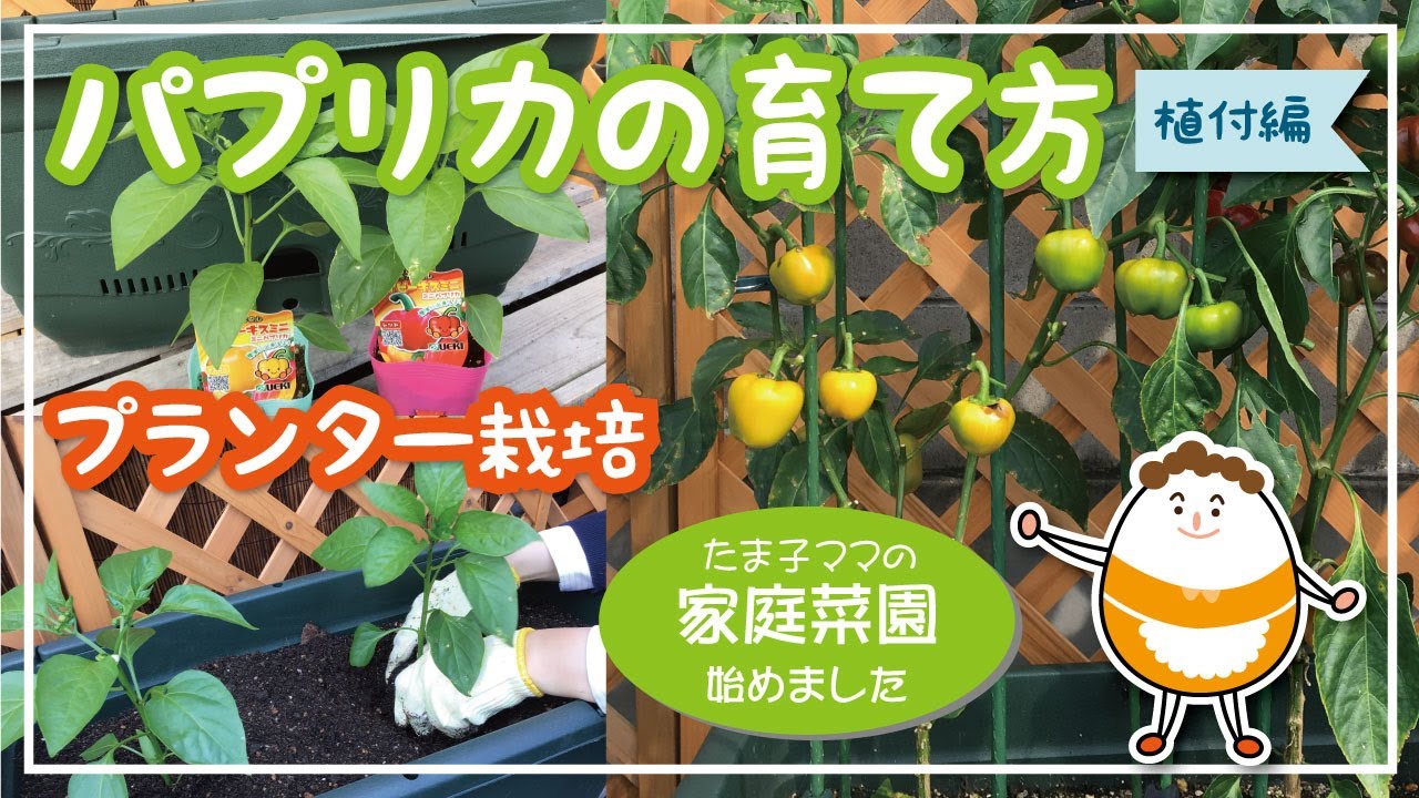 パプリカ 植え付け 編】 たま子ママ家庭菜園はじめました - YouTube