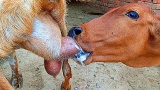 Goat Milk Feeding Cow Baby Drinking Goat Milk Latest Vlog