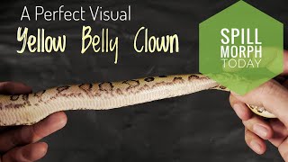Spill Morph Today: Yellow Belly Clown Ball Python at 170g | Daily Morph Brew