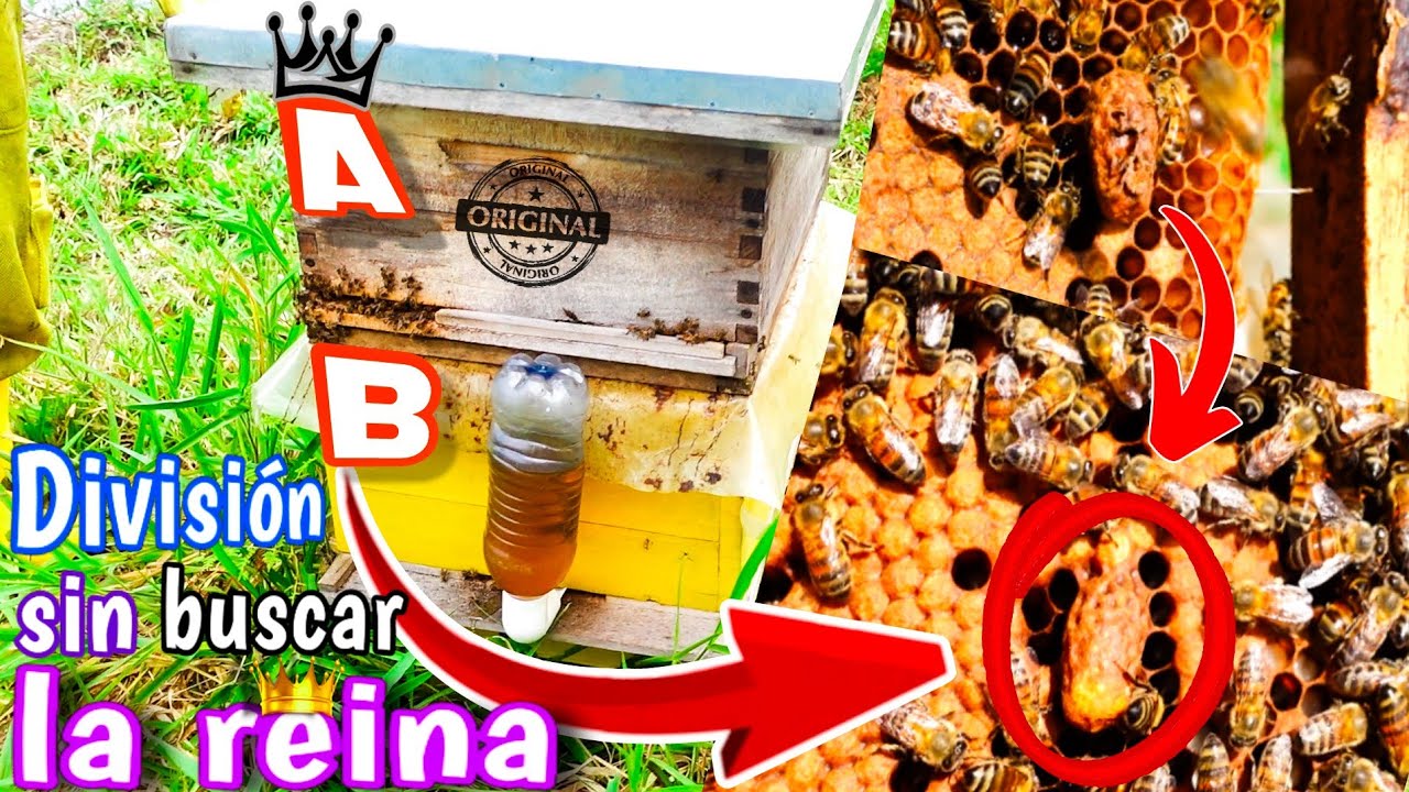 ¡Cómo Dividir una Colmena | 👉 Método Bentley!