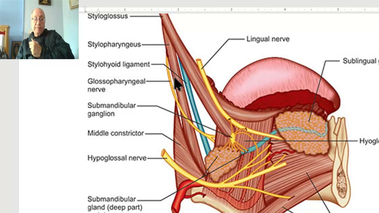 Anatomy of head and neck module in Arabic 82 (Glossopharyngeal nerve) , by Dr. Wahdan