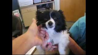 Pomerania/mix Puppy Found - March 23, 2014