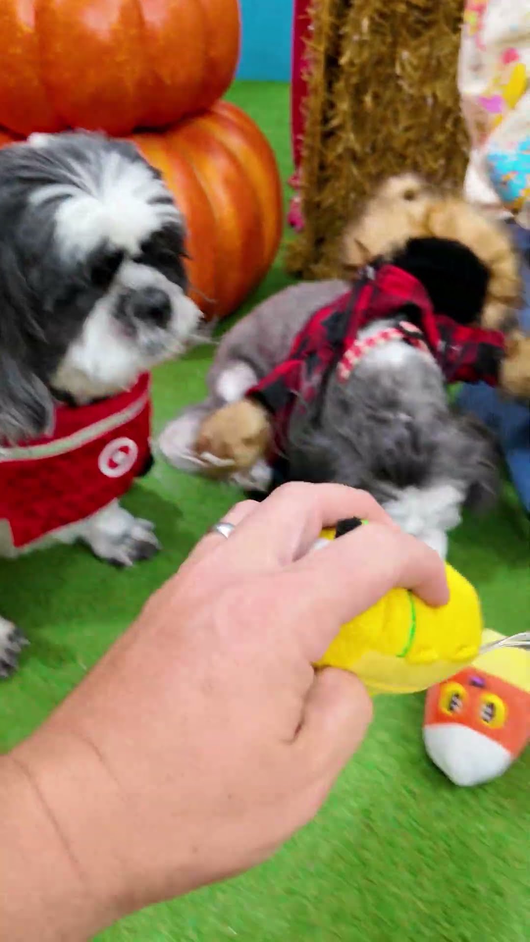 Assistant Has a Halloween Dog Costume Party for Wiggles Waggles and Waffles #FamilyFun #FunnyDogs