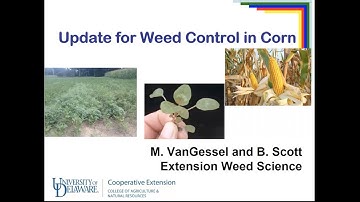 Weed Management in Corn