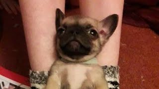 11 week old puppies The playroom ar astro bots #chugs #cute #live screenshot 5