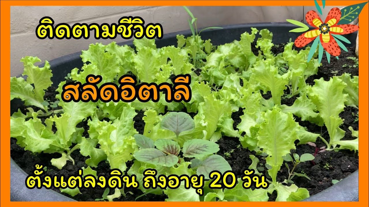 💥สลัดอิตาลี💥นับจากลงดินถึงอายุ 20 วัน💥🌷🪴