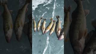 Epic Ice Fishing Season | South Dakota. #IceFishing #SouthDakotA #Walleye #Perch #Livescope #Snobear