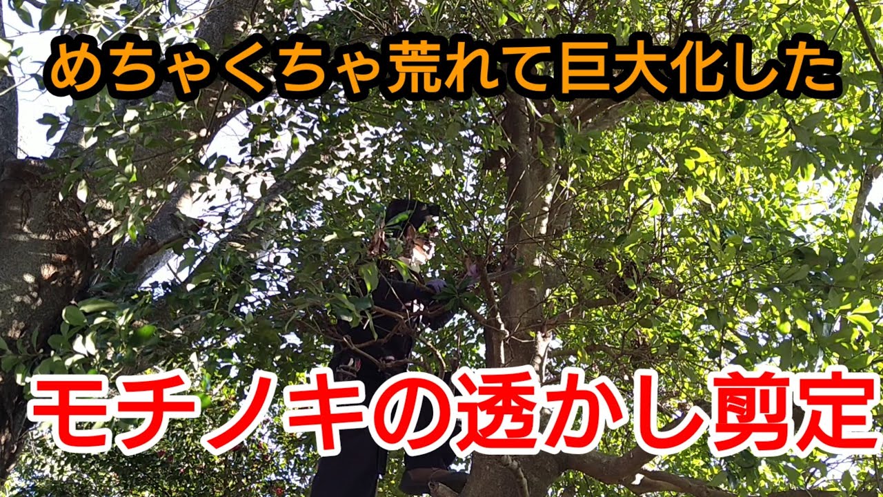 モチノキ の 剪定