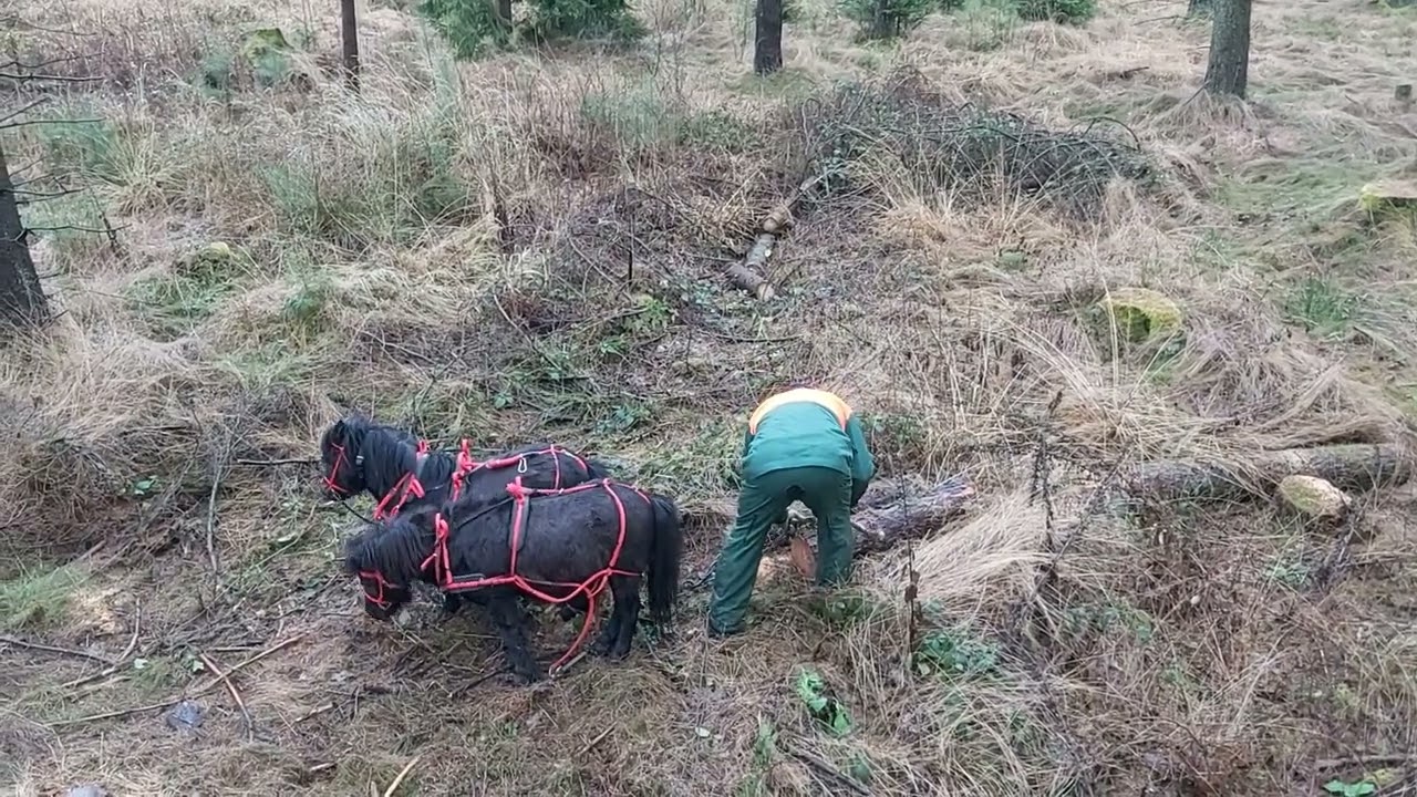 Holzrücken mit den stärksten Pferden der Welt Teil 1