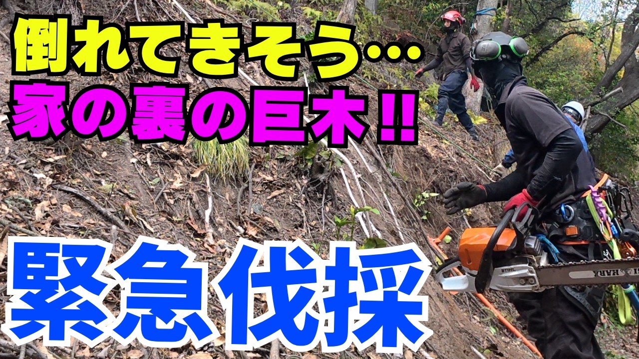 危険度MAX⁉︎緊急伐採‼︎斜面の上で枯れた巨松を重機ゼロで伐採in岡山
