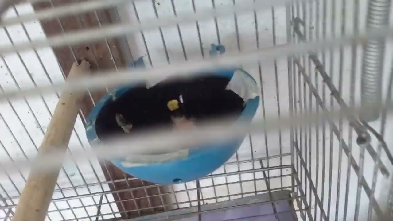 Nasceram 4 filhotes de canários belgas. 