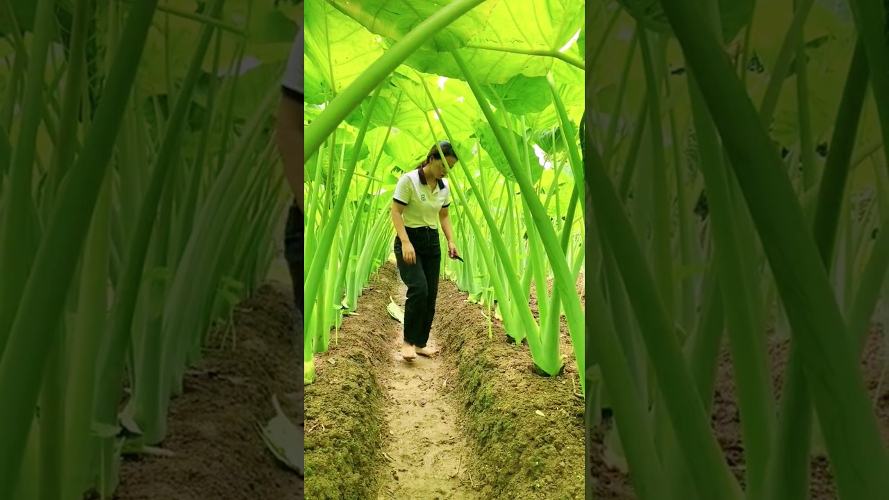 sweet potato 🥔🥔🍠 