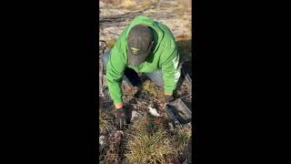 Catching Coyotes In Big Timber