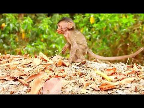 Video Kiến Cắn Khỉ Con Rất Đau Cuống cuồng nhảy nhót Cào cấu... - youtube