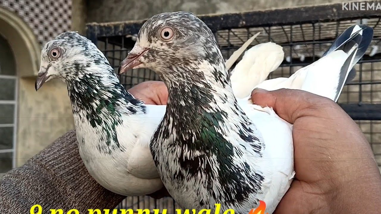 💐💐 spacial. spacial taoo bnd jode 💐💐 5000% original panjabi malvai 🔥 9599845092