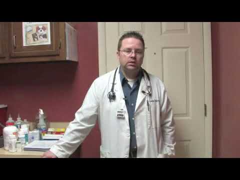 Anxiety Symptoms in Dogs by ExpertVillage Leaf Group