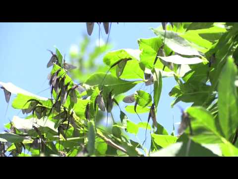 Mayflies: NARRATED
